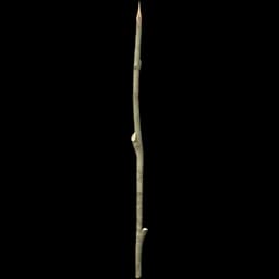 Sharpened Stick